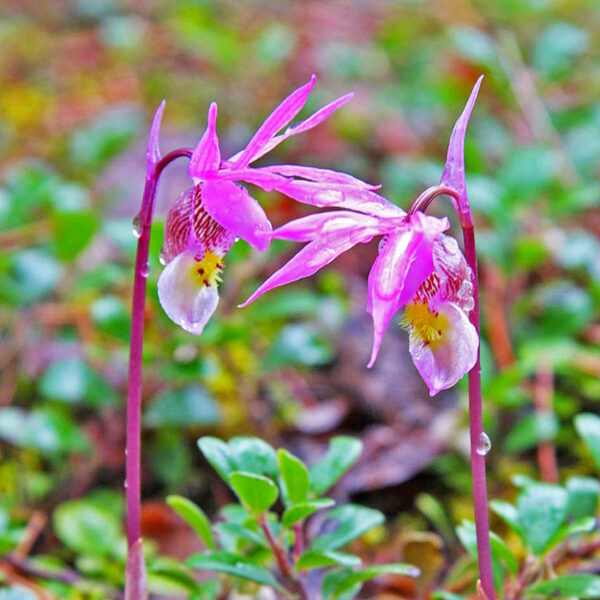 Communication and Memory in Plants On Zoom